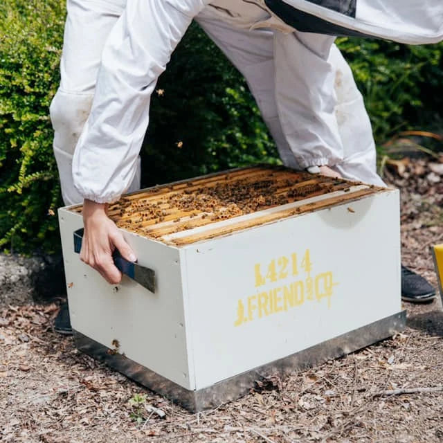 Honey Snap - 20 pack